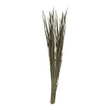 Divine Bija Nuni Darbai / Kusha Grass Divine Bija India Pvt Ltd | A story of motivation, passion and unconditional commitment