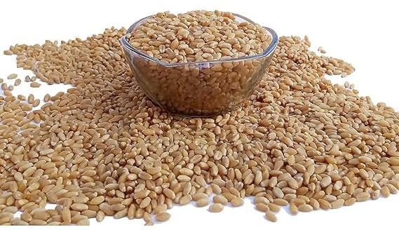 Divine Bija Wheat Sun | Ravi Divine Bija Global (Vedic Way) | A story of motivation, passion and unconditional commitment